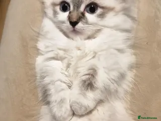 Munchkin cats Super short legs Munchkin boy, full TICA pedigree - Advert 1