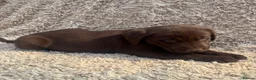 Labrador Retriever dogs for sale: Beautiful Chocolate Labrador Puppies - Advert 7