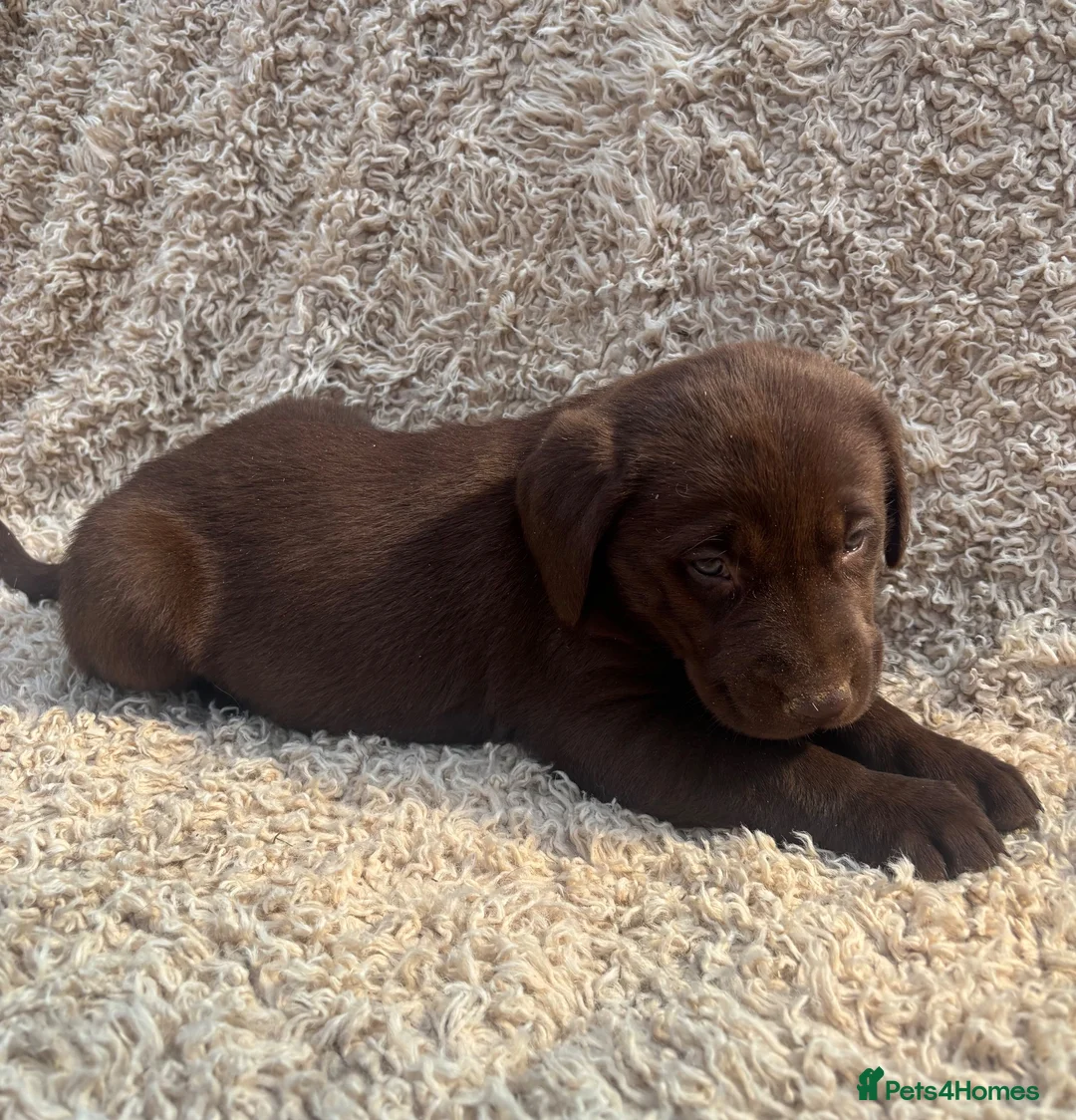 Labrador Retriever dogs for sale: Beautiful Chocolate Labrador Puppies - Advert 7