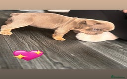 English Bulldog dogs for sale: English Bulldog pups - Advert 5