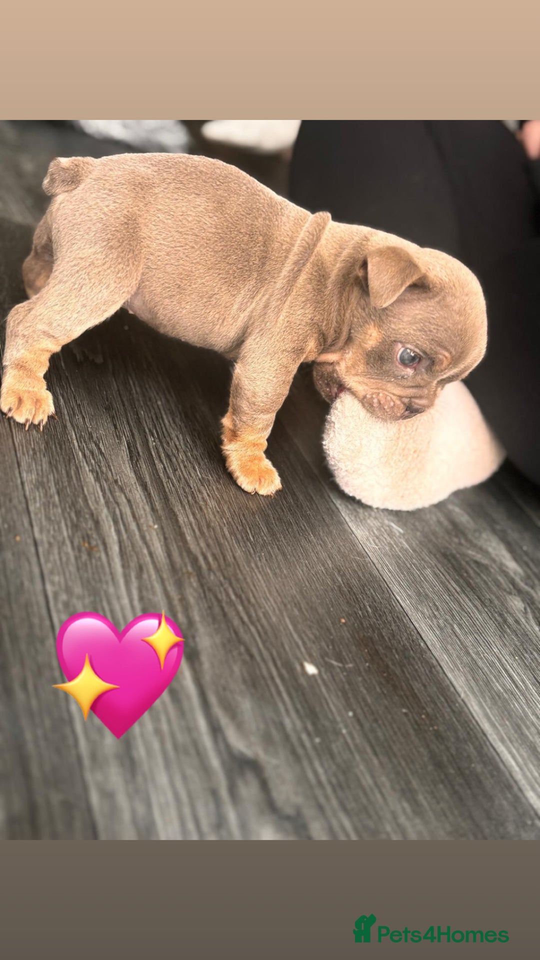 English Bulldog dogs for sale: English Bulldog pups - Advert 5