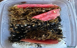 Snails invertebrates for sale: Giant African Land Snail Babies  - Image 3