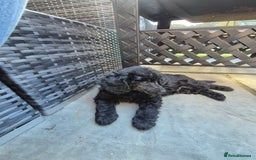 Maltipoo dogs for sale: Maltipoo puppies ready now  - Image 33