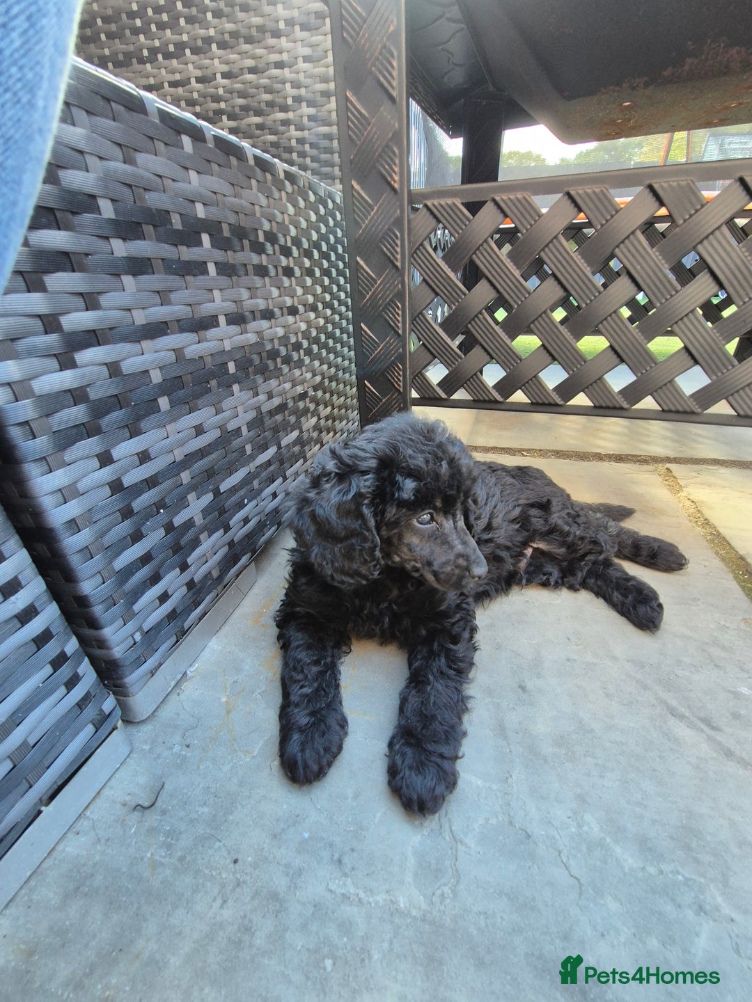 Maltipoo dogs for sale: Maltipoo puppies ready now  - Image 33