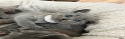 British Shorthair cats for sale: Stunning British shorthair kittens  in Birmingham - Advert 17