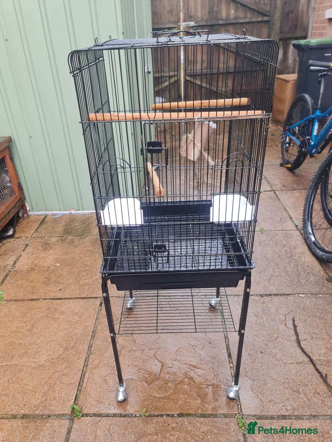 Conures birds for sale: Hand reared baby green cheeked conure - Image 8