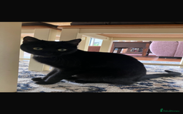 Domestic Shorthair cats for sale: Kiki looking for new home  - Image 4