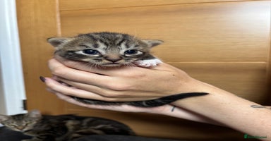 Mixed Breed cats - Advert 1
