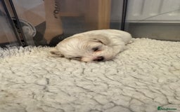 Mixed Breed dogs for sale: Maltese Cross Puppies for Sale  - Image 9