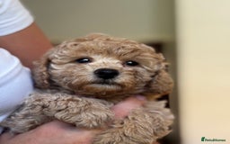 Poochon dogs for sale: 2 female poochon puppies - Image 1