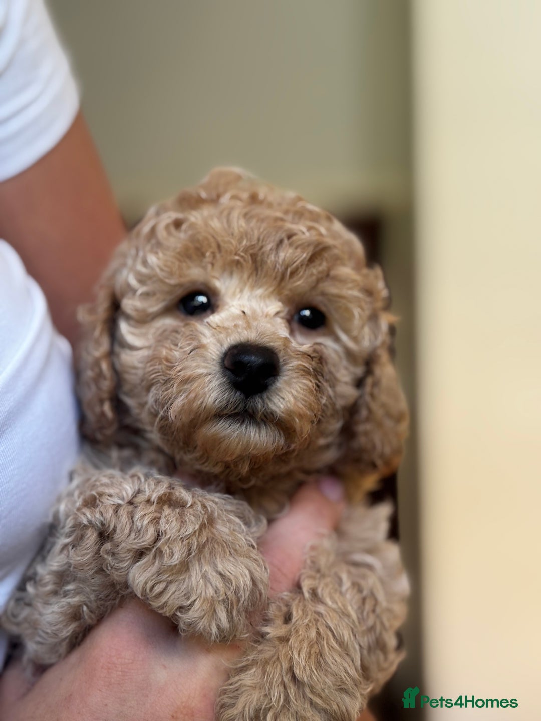 Poochon dogs for sale: 2 female poochon puppies - Image 1