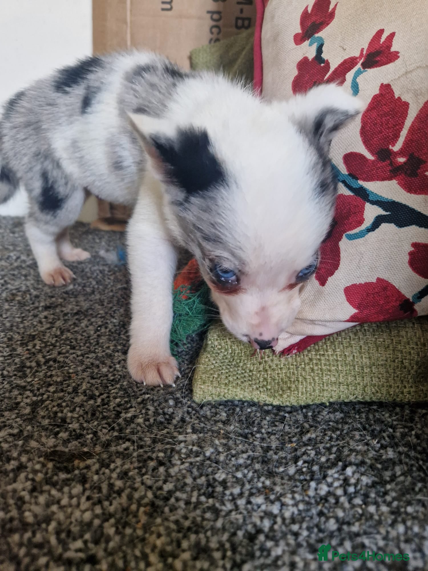 Border Collie dogs for sale: 10 Border Collie pups - Advert 2