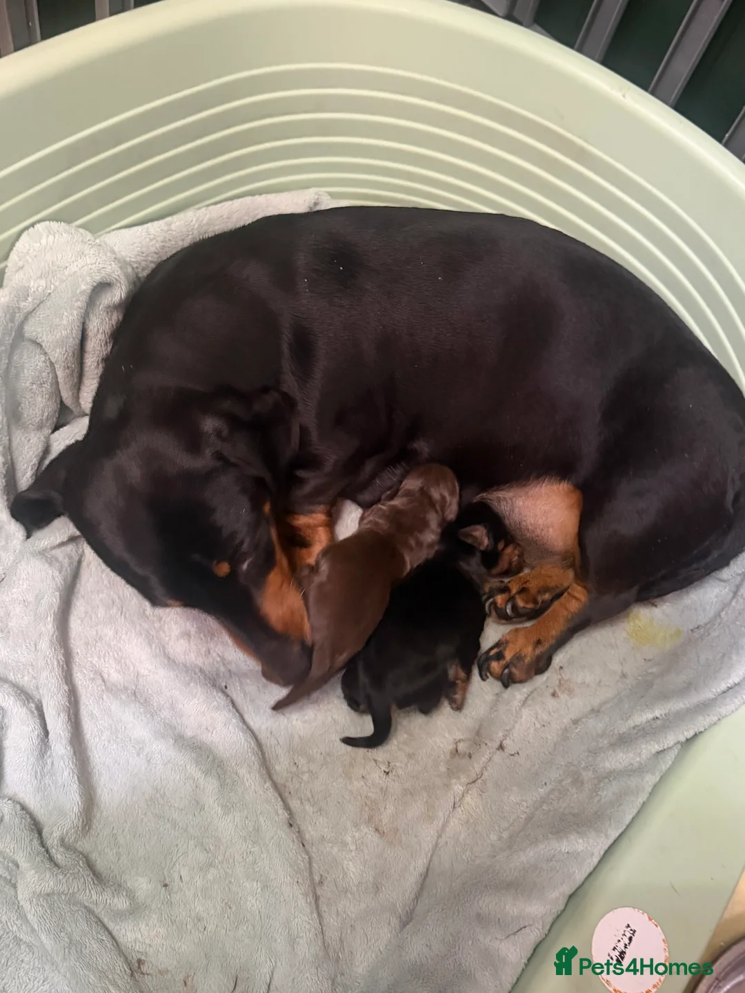 Miniature Dachshund dogs for sale: Miniature dachshund  - Advert 2
