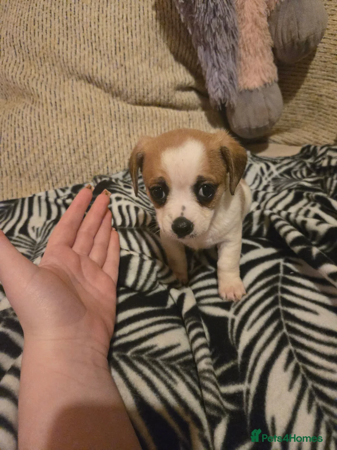 Mixed Breed dogs for sale: Cavachon x jug pups for sale ready now  - Advert 19