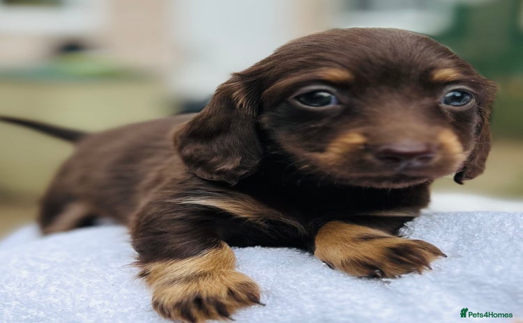 Dachshund dogs - Advert 2