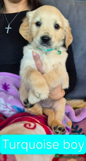 Golden Retriever dogs KC registered golden retriever puppies - Advert 1