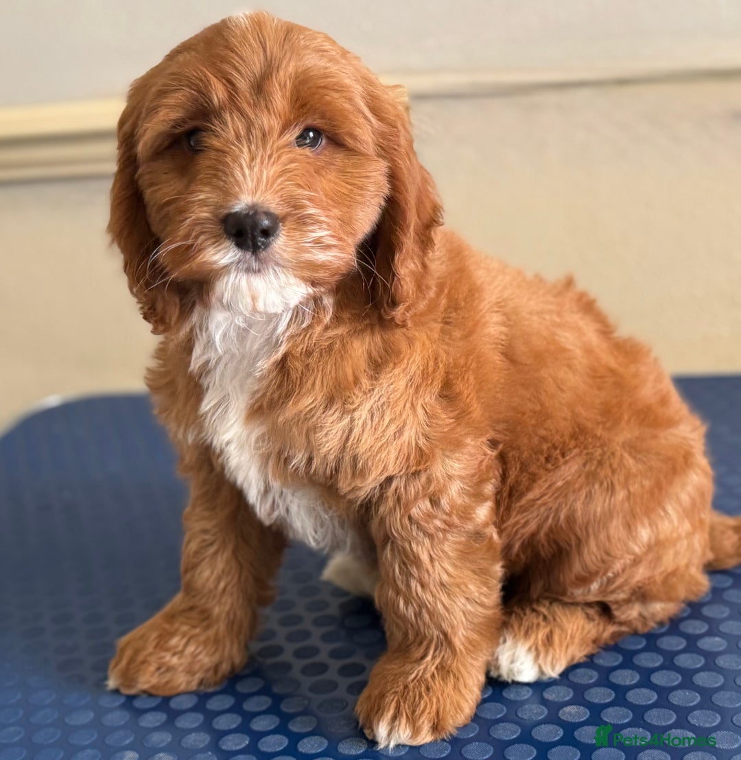 Cockapoo dogs for sale: F1 Fox Red Cockapoo boys (ready now) - Image 1