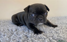 French Bulldog dogs for sale: KC French Bulldog Pups Tiger Brindle, Tan & Black  - Image 7