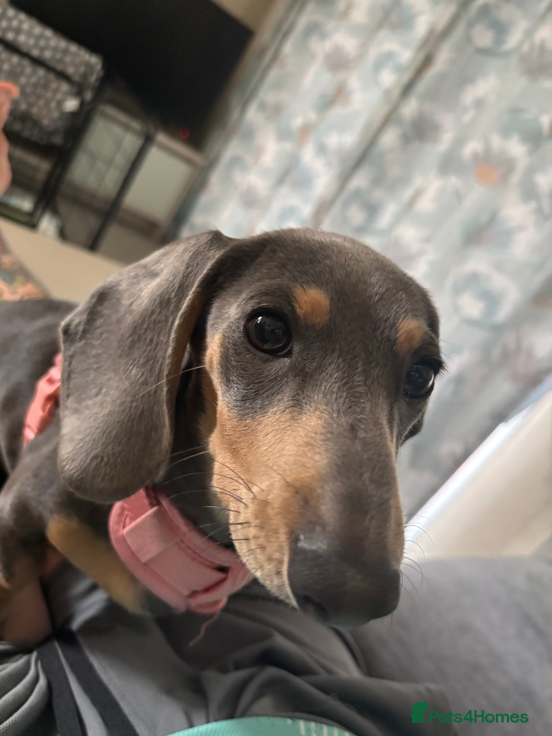 Miniature Dachshund dogs for sale: Miniature daschund  - Advert 2