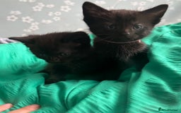 Ragdoll cats for sale: Beautiful ragdoll kittens - Image 2
