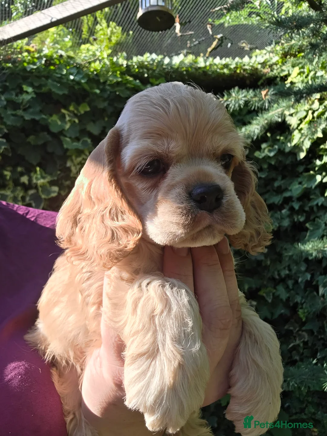 American Cocker Spaniel dogs for sale: American cocker spaniels puppies - Advert 33