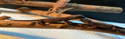 Bearded Dragon reptiles for sale: 100% red monster bearded dragon babies🐉 - Advert 28