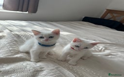 British Shorthair cats for sale: 2 Beautiful British Kittens - Image 2