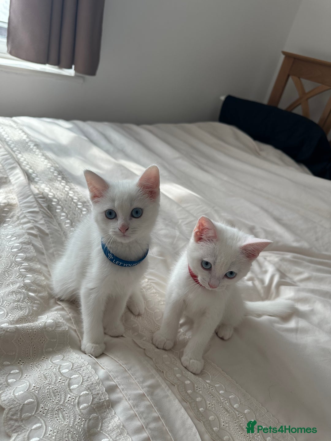 British Shorthair cats for sale: 2 Beautiful British Kittens - Image 2