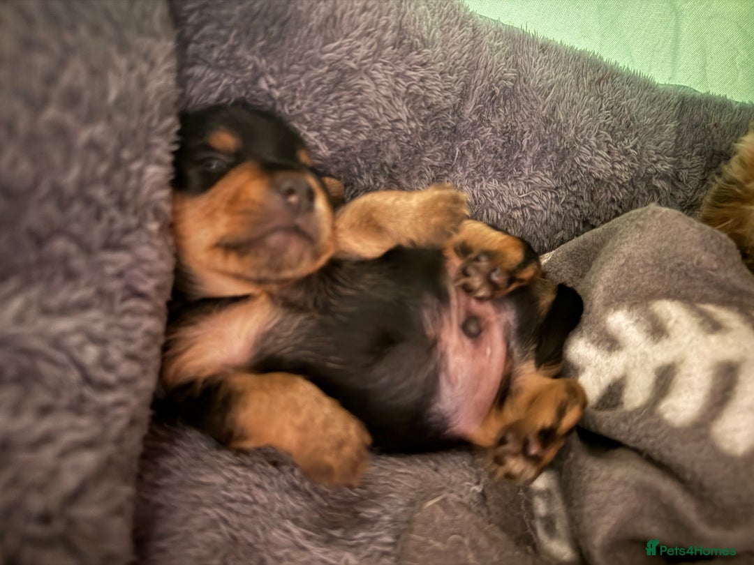 Mixed Breed dogs for sale: Yorki Puppies available from 21/12/25 - Advert 17