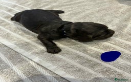 Cocker Spaniel dogs for sale: Working Cocker Spaniel Pups parents DNA tested - Image 26