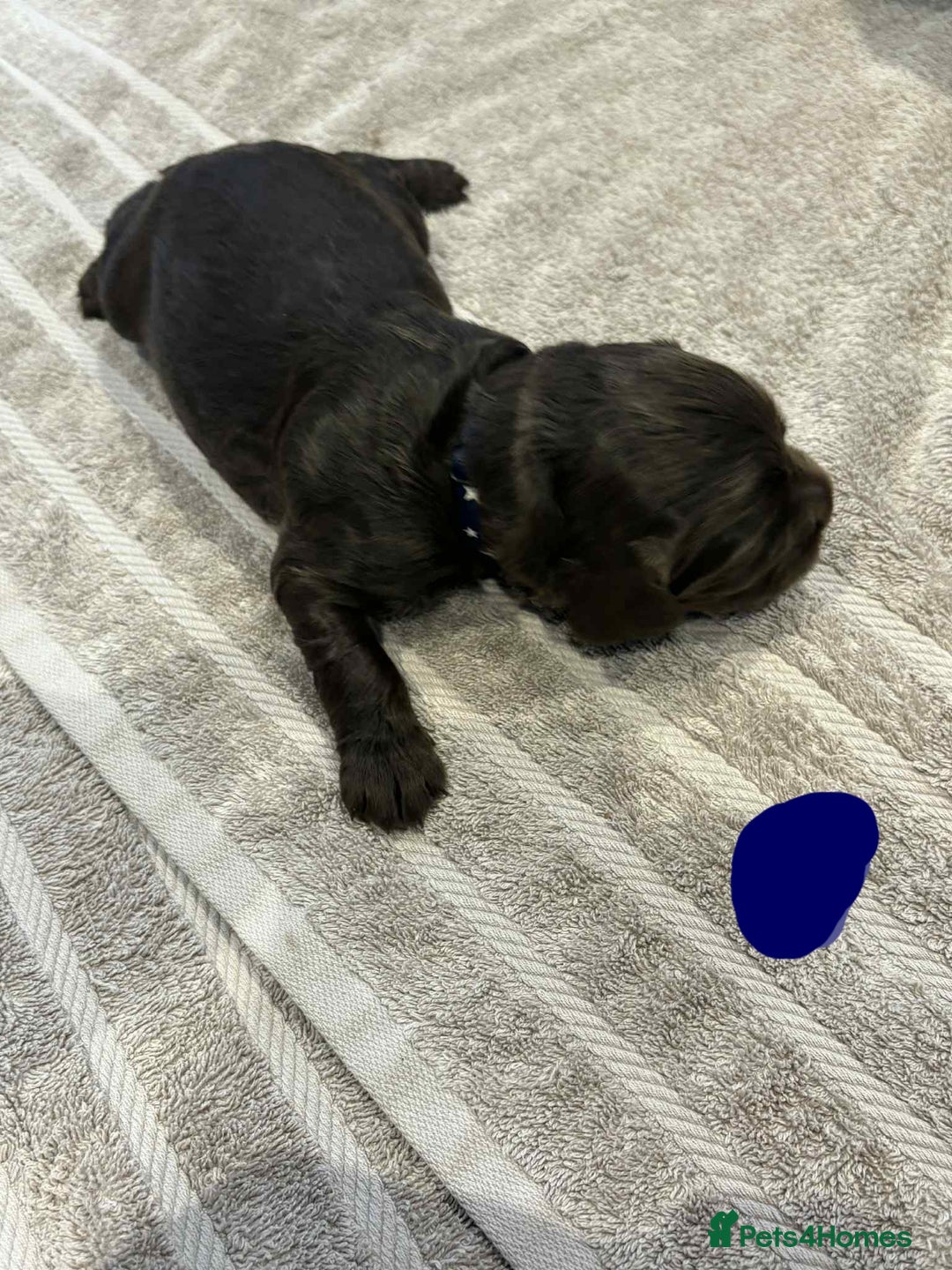 Cocker Spaniel dogs for sale: Working Cocker Spaniel Pups parents DNA tested - Image 26