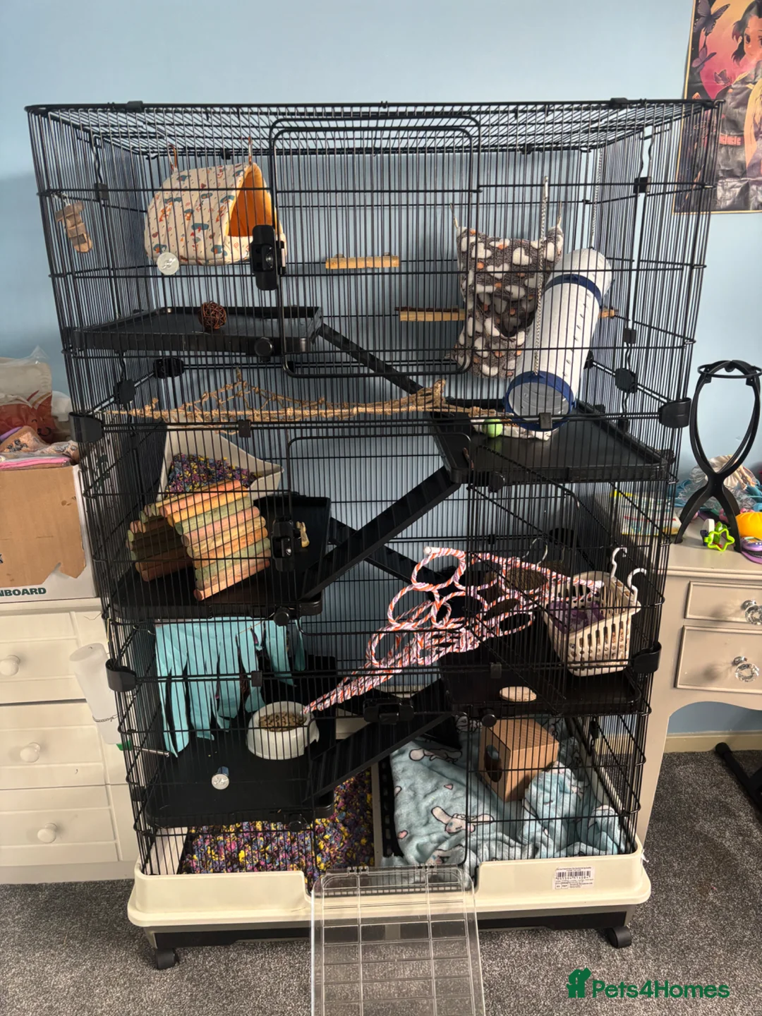Rat rodents for sale: For sale 1grey female standard 1brown dumbo rat - Advert 9