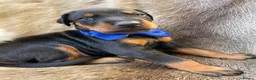 Dobermann dogs for sale: *KC REGISTERED* HEALTH TESTED DOBERMAN PUPPIES* - Advert 31