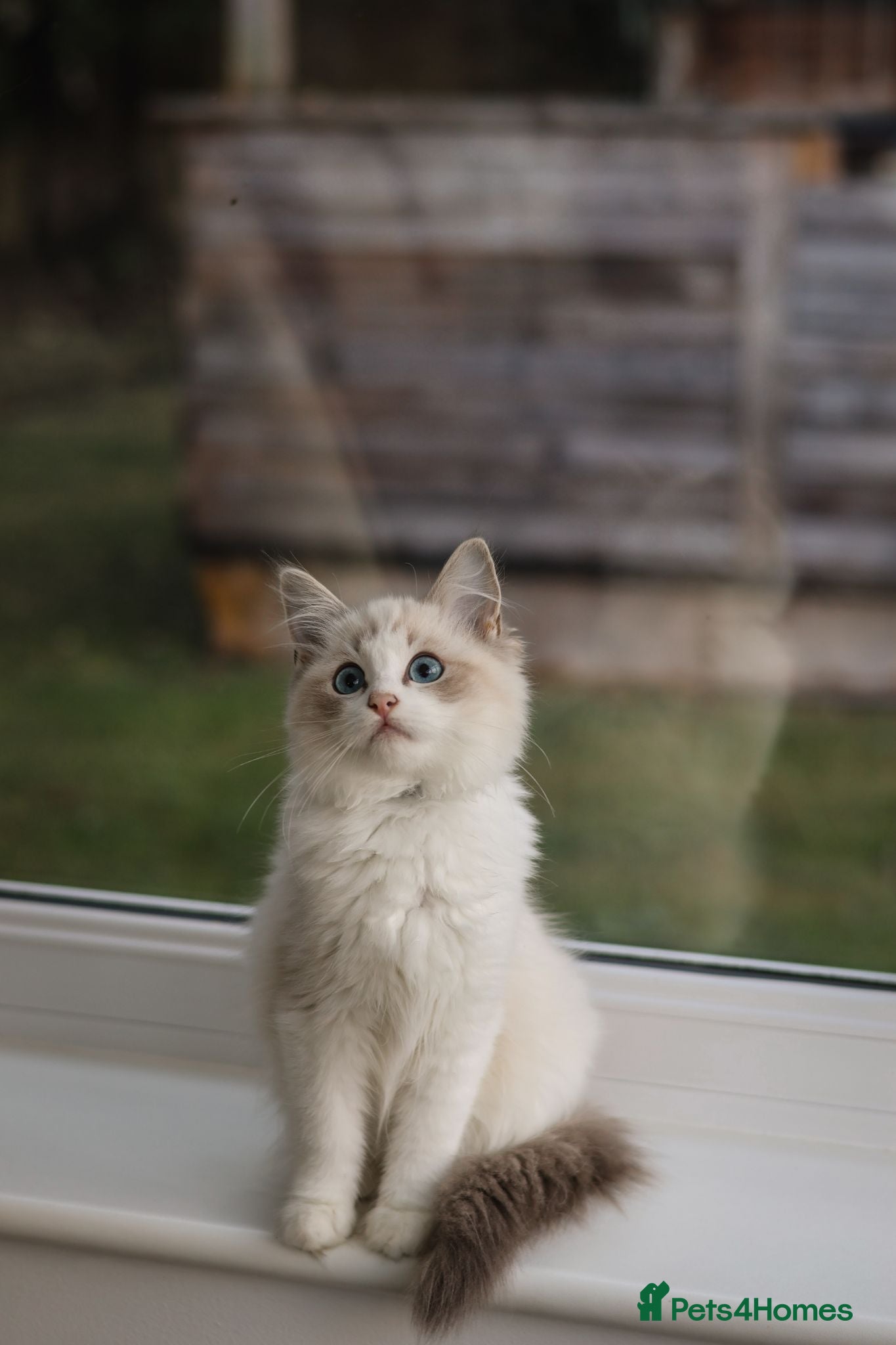 Ragdoll cats Tica Registered 💎 Ragdoll Kittens - Advert 1