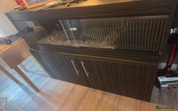 Corn Snake reptiles for sale: X2 4½ft-5ft corn snakes - Image 11