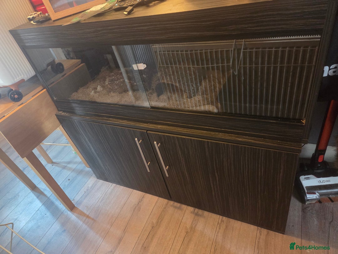 Corn Snake reptiles for sale: X2 4½ft-5ft corn snakes - Image 11