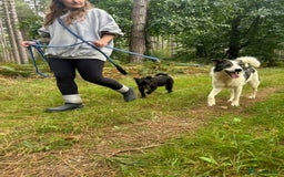 Mixed Breed dogs for adoption: Matteo - Norwich Norfolk  - Image 5
