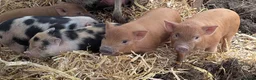 Pig livestock for sale: Julianna micro (tea cup) piglets  - Advert 1