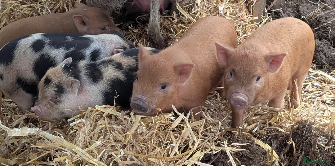Pig livestock for sale: Julianna micro (tea cup) piglets  - Advert 1