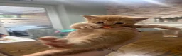 Mixed Breed cats for sale: 4 beautiful boy kittens 1/4 Maine coon  in Aylesbury - Advert 5