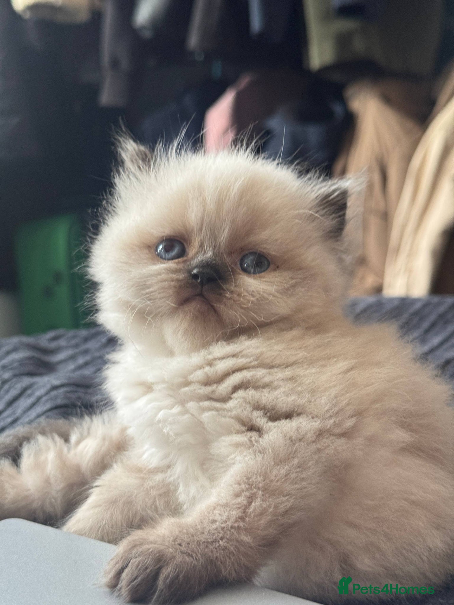 Persian cats for sale: Pure breed Rare Colors White Grey Persian Kitten - Advert 5