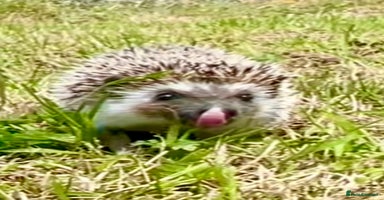 Pygmy Hedgehog rodents - Advert 8
