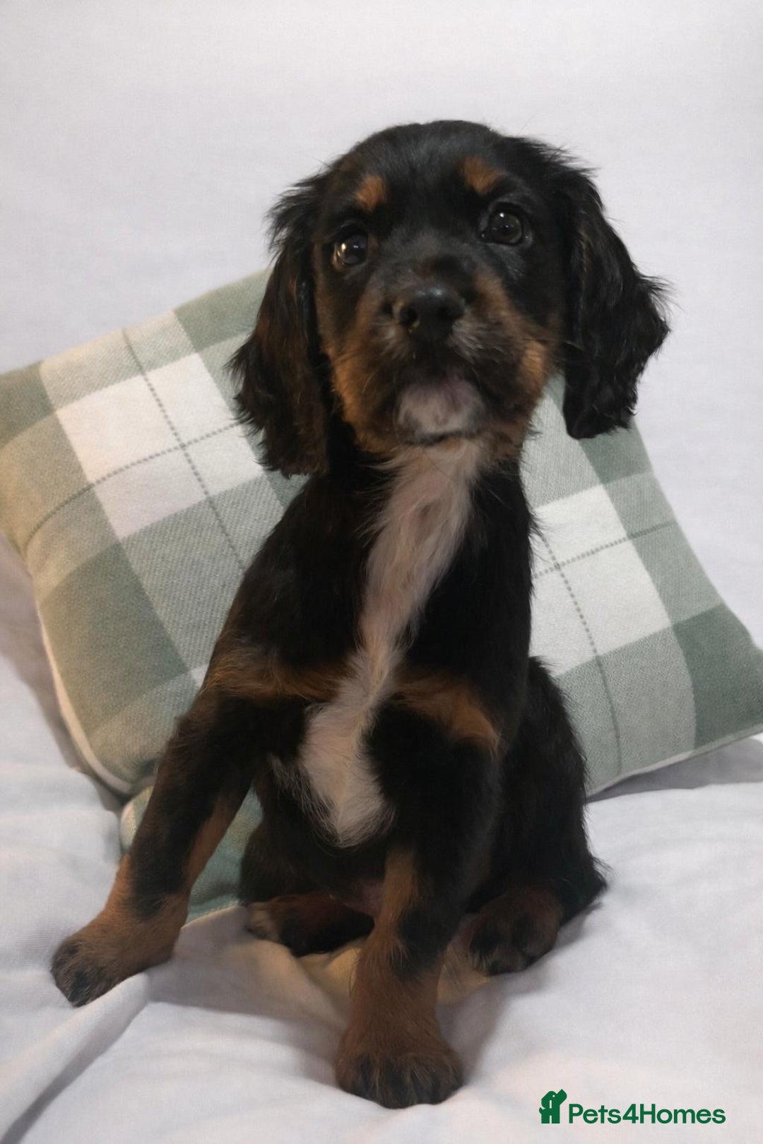 Cocker Spaniel dogs for sale: Extensively Health tested cocker spaniels Puppies  - Advert 2