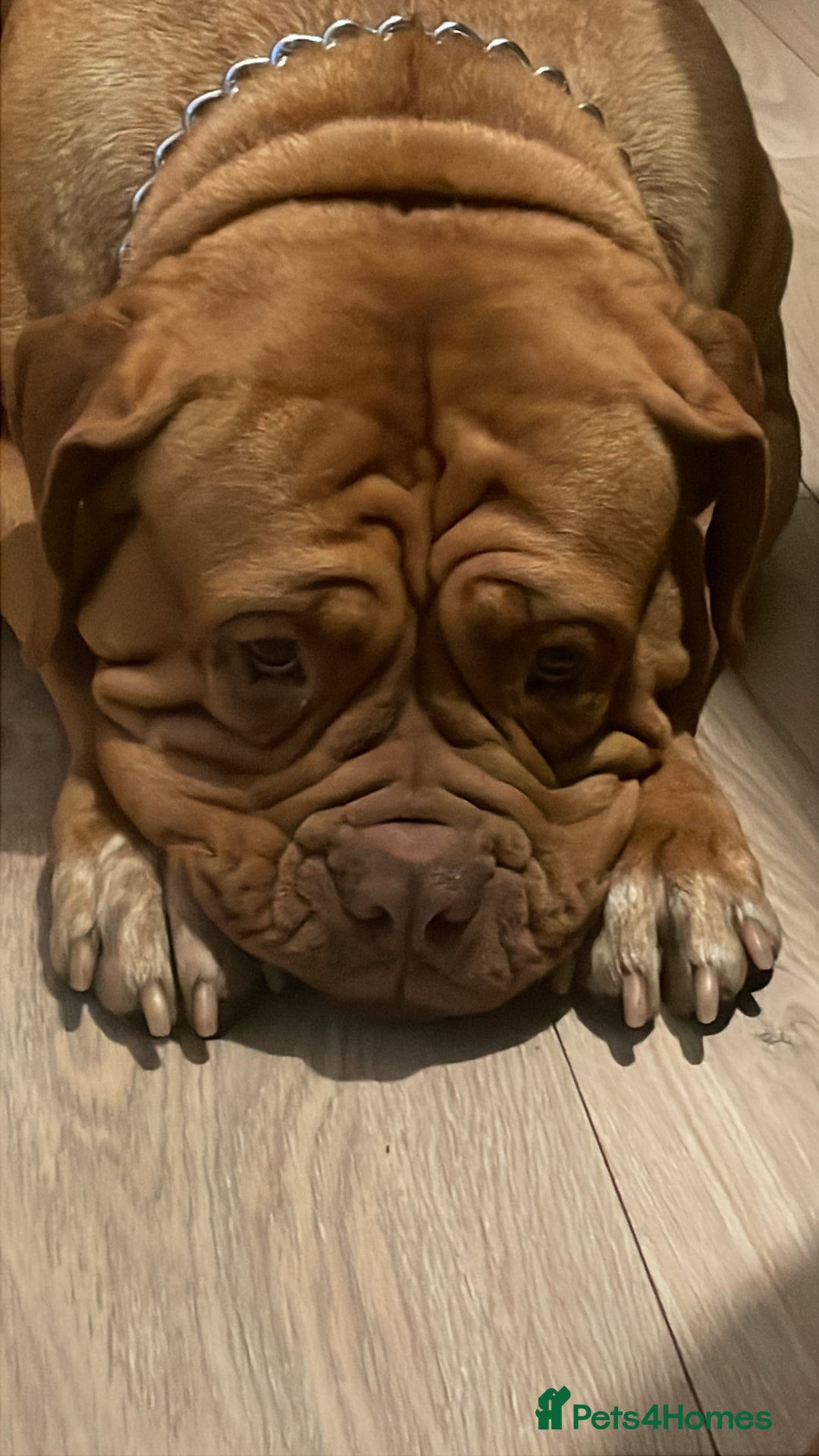 Dogue De Bordeaux dogs for sale: 4 year old Dogue du Bordeaux (French Mastiff)  - Advert 5