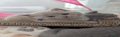 British Shorthair blueboy