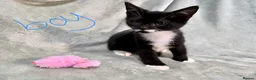 Mixed Breed cats for sale: 3 kittens looking for loving homes  - Advert 18