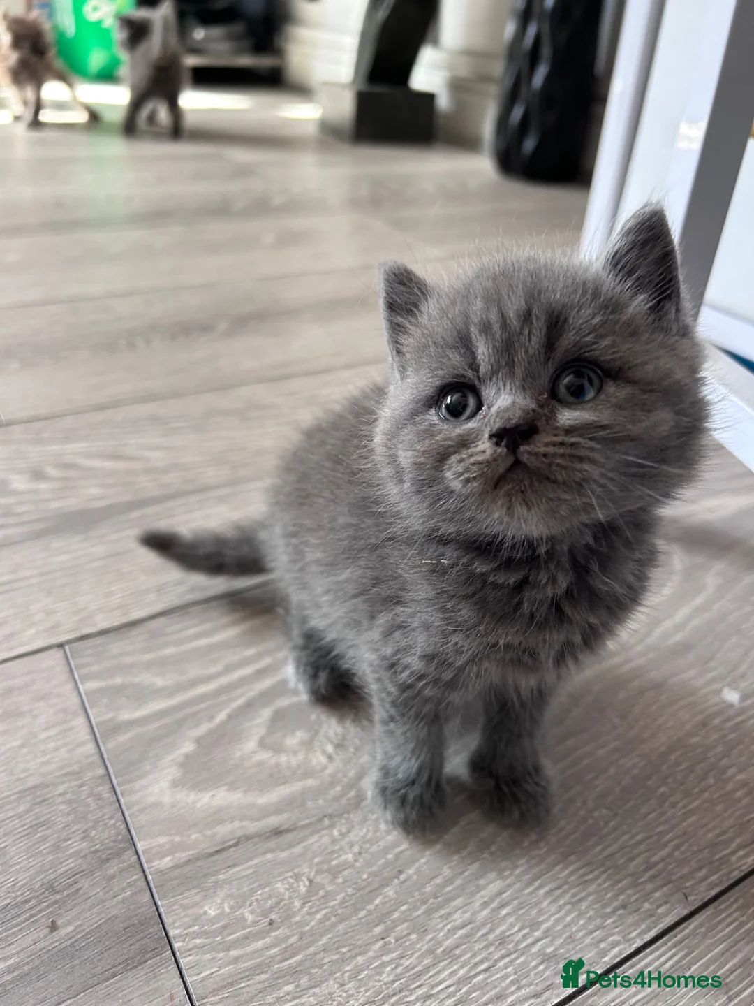 British Shorthair cats for stud: MALE LILAC STUD CAT💙 - Advert 2