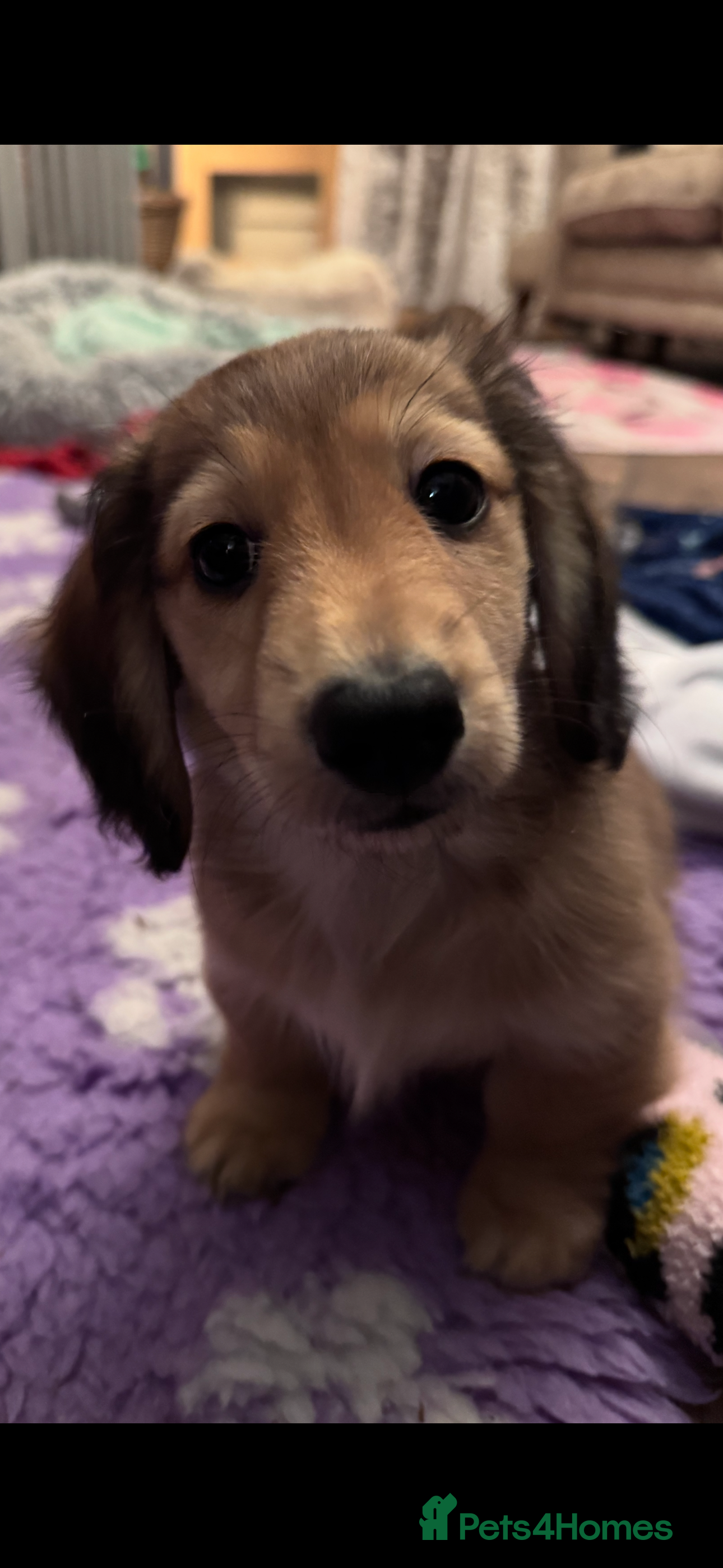 Miniature Dachshund dogs Minature dachshunds long haired ONE boy left  - Advert 2