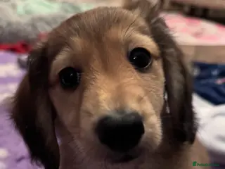 Miniature Dachshund dogs Minature dachshunds long haired ONE boy left - Advert 2