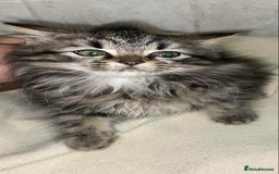 Mixed Breed cats for sale: Beautiful rag doll cross kittens - Image 1